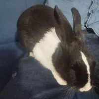 خرگوش|موش و خرگوش|ارومیه, |دیوار