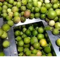 دستگاه آبغوره گیری و آبگوجه گیر