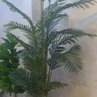 درخچه اریکا