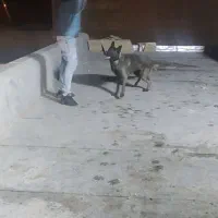 مالینویز نر|سگ|کاشان, مزرعه نو|دیوار