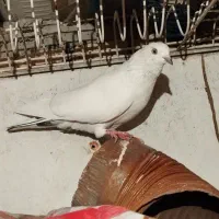 کبوتر پرشی پتی والا .نر.ازبلندی شب گرفتم.