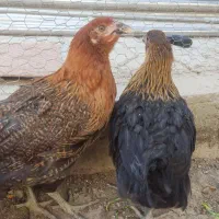مرغ|حیوانات مزرعه|خمینی‌شهر, |دیوار