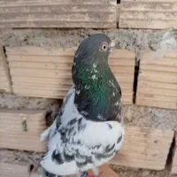 کبوتر