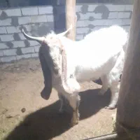 سلام خدمت دوستان یک نربزجوان دودندون|حیوانات مزرعه|بجنورد, |دیوار