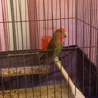 برزیلی طوطی|پرنده|شوشتر, |دیوار