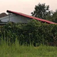 زمین در صولی محله حویق