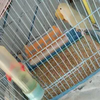 طوطی برزیلی|پرنده|مهاباد (آذربایجان غربی), |دیوار