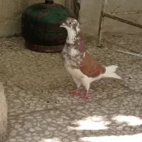 نر پلاکی