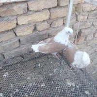 ۲عدد کفتر پشتدار مفلق بلند و خوش ذات