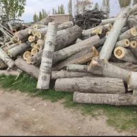 خرید انواع درخت خشک تر|خدمات باغبانی و درختکاری|چالدران, |دیوار