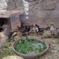 جوجه مرغ
