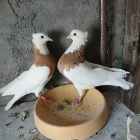 طوقی کرمانشاهی|پرنده|لنجان, |دیوار