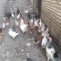 نیمچه مرغ وخروس