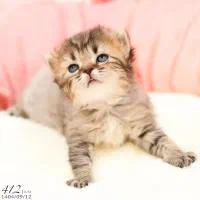 فروشگاه میوشاپ گربه اسکاتیش/بریتیش/پرشین|گربه|تبریز, |دیوار