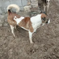 1عددسگ گلع بفروش میرسد