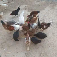 چند عدد مرغ و خروس|حیوانات مزرعه|زاگرس, |دیوار