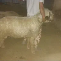 قوچ فروشی