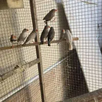 فنچ نر و ماده زبرا|پرنده|لار, |دیوار