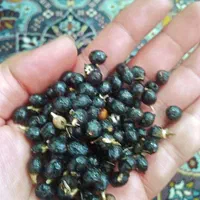 بذر پالم قیمت مناسب