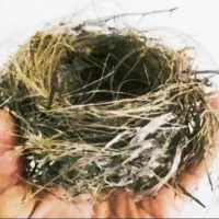 قناری کله سیاه