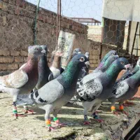 20 تا نر پلاکی زدخوردی شهرستانی کفتر