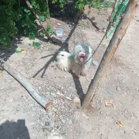 سگ نر|سگ|ماهان, |دیوار