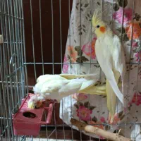 عروس هلندی جفت