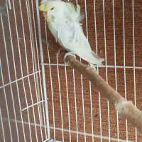 مرغ عشق پروانه ای ماده|پرنده|مینودشت, |دیوار