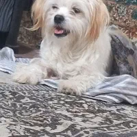 پاپی ماده گم شده