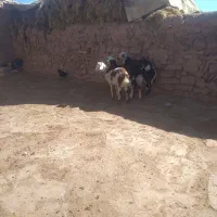 بره قوچی بروجردی