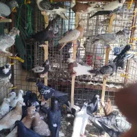 40 عدد کفتر رنگی پلاکی پرشی|پرنده|شیراز, شهرک کوثر|دیوار