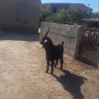 گنبد کاووس خط نو روستا ایمر ملا ساری