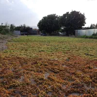 انگور تیزابی درهم