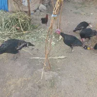 بوقلمون رسمی|حیوانات مزرعه|ماهدشت, |دیوار