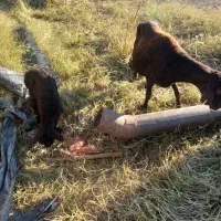 میش.بره.دار