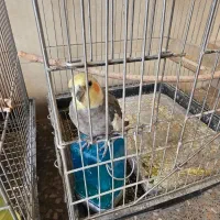 عروس هلندی نر و ماده