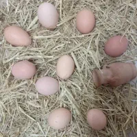 تخم مرغ بومی تازه