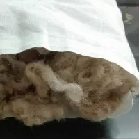 بالش پشم گوسفند