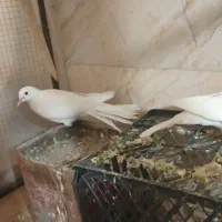 کبوتر خانگی