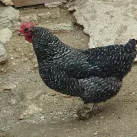 تخم مرغ زینتی و خوراکی