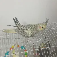 عروس‌هلندی‌ماده‌7ماهه