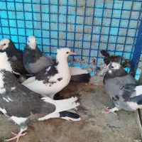 جوجه کبوتر|پرنده|سیرجان, |دیوار
