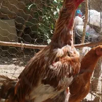 خروس لاری اصیل ۱۵ماهه
