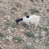 شیر بز محلی