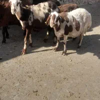 دومیش