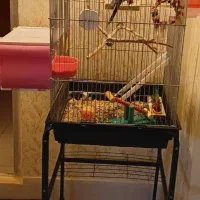 نرماده باقفس کاسکوچرخدار۳میلیون ماده باقفس۱ میلیون