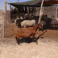 میش افشار