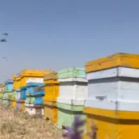 عسل ارگانیک وطبیعی گون ،چندگیاه،کوهستان  امیرصیادی
