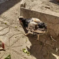 خروس|حیوانات مزرعه|تربت‌حیدریه, یحیی آباد|دیوار