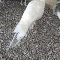 طاووس|پرنده|مشهد, شهید بهشتی|دیوار